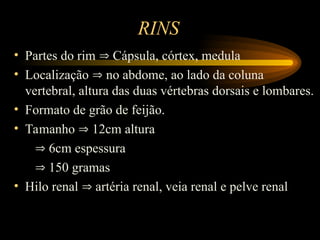 INTRODUÇÃO ANATOMIA DO SISTEMA GENITURINÁRIO.ppt