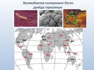 Хеликабактер пилорининг бутун
дунёда таркалиши
 