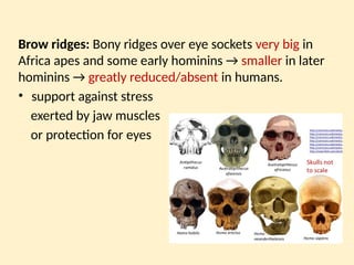 4.4 Hominid evolution.pptx xxxxxxxxxxxxx | PPTX