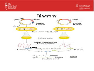 4. Insulin production.pptx insulin production pharmacology | PPTX