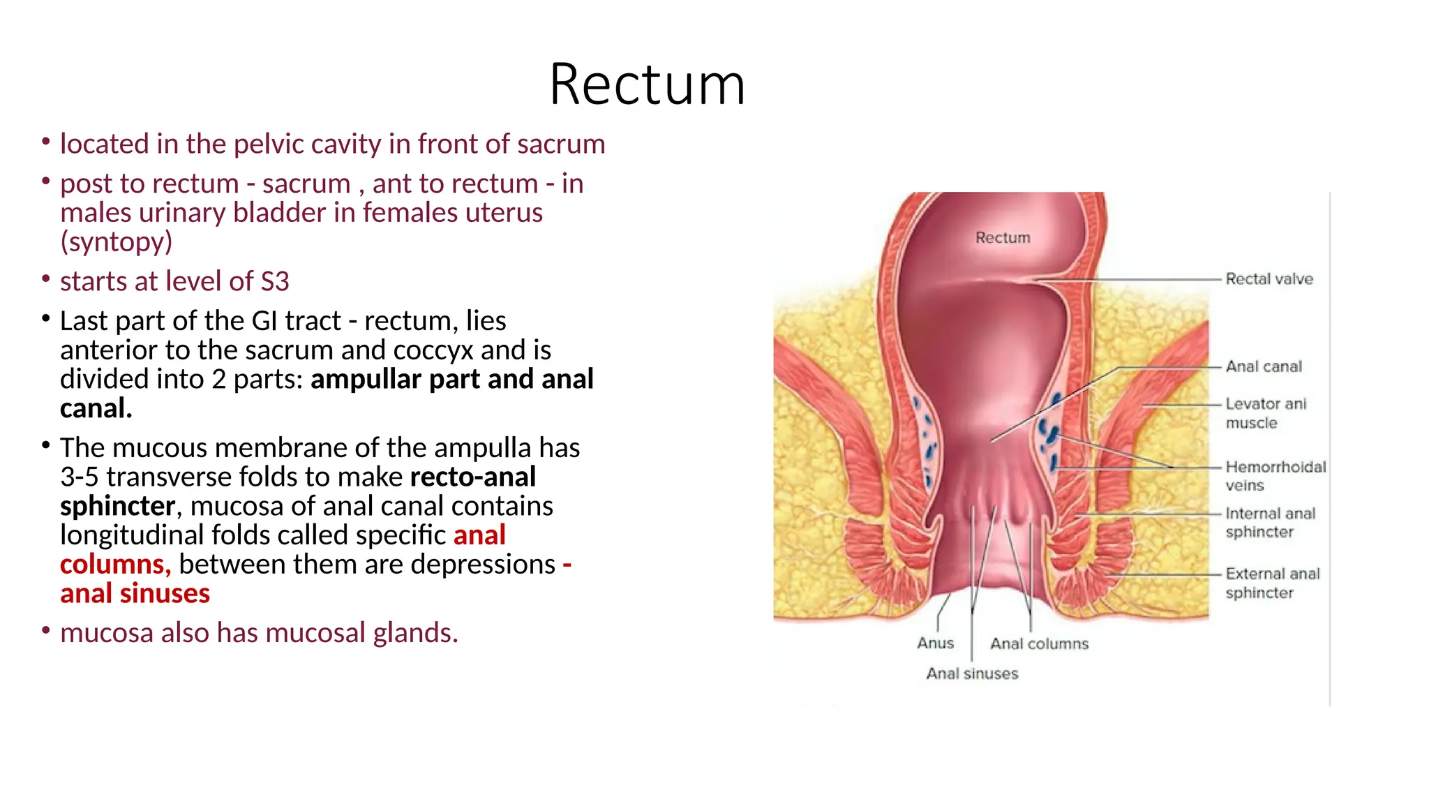4. LARGE INTESTINE 2 anatomy of th elarge intestine .pptx