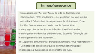 Immunofluorescence
• Conjugaison de l’Ac, de l’Ag ou de d’Ig au fluorochrome
(fluorescéine, FITC, rhodamine...) et excitation par une lumière
permettant l’absorption des rayonnements et émission d’une
lumière fluorescente (ex : verte pour la fluorescéine).
- Marquage directe des tissues infectés, identification des
microorganismes dans les prélèvements, étude de l’écologie des
microorganismes sans isolement...
ex: Legionella pneumophila, Bordetella pertussis, virus respiratoires…
- Comptage de cellules marquées et immunophénotypage
(microscope à fluorescence et cytométrie de flux).
 