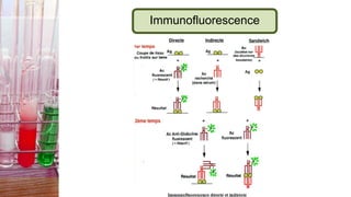 Immunofluorescence
 