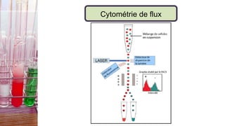 Cytométrie de flux
 