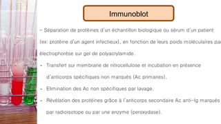 Immunoblot
- Séparation de protéines d’un échantillon biologique ou sérum d’un patient
(ex: protéine d’un agent infectieux), en fonction de leurs poids moléculaires par
électrophorèse sur gel de polyacrylamide.
- Transfert sur membrane de nitrocellulose et incubation en présence
d’anticorps spécifiques non marqués (Ac primaires).
- Elimination des Ac non spécifiques par lavage.
- Révélation des protéines grâce à l’anticorps secondaire Ac anti-Ig marqués
par radioisotope ou par une enzyme (peroxydase).
 