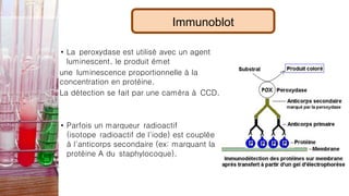 Immunoblot
• La peroxydase est utilisé avec un agent
luminescent. le produit émet
une luminescence proportionnelle à la
concentration en protéine.
La détection se fait par une caméra à CCD.
• Parfois un marqueur radioactif
(isotope radioactif de l'iode) est couplée
à l'anticorps secondaire (ex: marquant la
protéine A du staphylocoque).
 