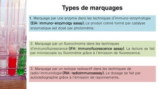 Types de marquages
1. Marquage par une enzyme dans les techniques d’immuno-enzymologie
(EIA: immuno-enzymolgy assay).Le produit coloré formé par catalyse
enzymatique est dosé par photométrie.
2. Marquage par un fluorochrome dans les techniques
d’immunofluorescence (IFA: immunofluorescence assay)
. La lecture se fait
par microscopie ou fluorimétrie grâce à l’émission de fluorescence.
3. Marquage par un isotope radioactif dans les techniques de
radio-immunologie (RIA: radioimmunoassay). Le dosage se fait par
autoradiographie grâce à l’émission de rayonnements.
 