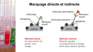 Marquage directe et indirecte
Méthode directe
Un seul réactif est
ajouté, puis
lavage.
Méthode indirecte
Réactifs ajoutés
successivement et lavage
entre deux réactifs ajoutés.
 
