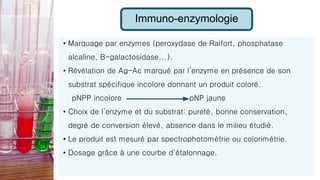 Immuno-enzymologie
• Marquage par enzymes (peroxydase de Raifort, phosphatase
alcaline, B-galactosidase...).
• Révélation de Ag-Ac marqué par l’enzyme en présence de son
substrat spécifique incolore donnant un produit coloré.
pNPP incolore pNP jaune
• Choix de l’enzyme et du substrat: pureté, bonne conservation,
degré de conversion élevé, absence dans le milieu étudié.
• Le produit est mesuré par spectrophotométrie ou colorimétrie.
• Dosage grâce à une courbe d’étalonnage.
 