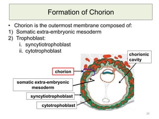 Chorionic Rim 4. Bilaminar and Trilaminar Germ Discs.pdf