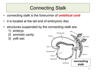 4. Bilaminar and Trilaminar Germ Discs.pdf