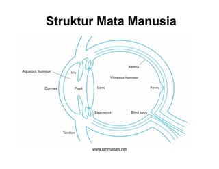 www.rahmadani.net
Struktur Mata Manusia
 