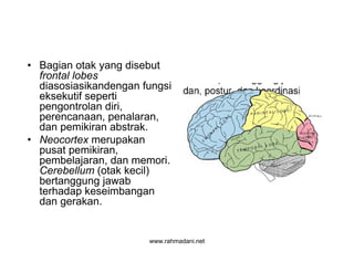 www.rahmadani.net
• Bagian otak yang disebut
frontal lobes
diasosiasikandengan fungsi
eksekutif seperti
pengontrolan diri,
perencanaan, penalaran,
dan pemikiran abstrak.
• Neocortex merupakan
pusat pemikiran,
pembelajaran, dan memori.
Cerebellum (otak kecil)
bertanggung jawab
terhadap keseimbangan
dan gerakan.
 