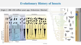Insects Evolution 4. Evolution of Insects.pptx these are very | PPTX