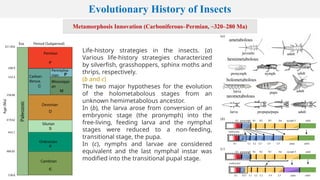 4. Evolution of Insects.pptx these are very | PPTX