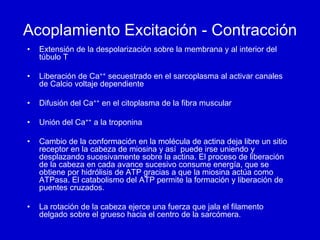 4. Actividad Eléctrica Muscular y Contracción .pdf