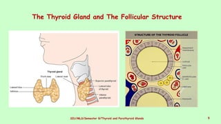 Siu Structure 4. Thyroid and Parathyroid Glands 2018.pptx