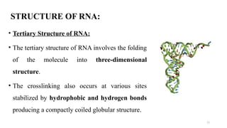 11
STRUCTURE OF RNA:
• Tertiary Structure of RNA:
• The tertiary structure of RNA involves the folding
of the molecule into three-dimensional
structure.
• The crosslinking also occurs at various sites
stabilized by hydrophobic and hydrogen bonds
producing a compactly coiled globular structure.
 