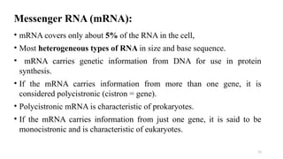 13
Messenger RNA (mRNA):
• mRNA covers only about 5% of the RNA in the cell,
• Most heterogeneous types of RNA in size and base sequence.
• mRNA carries genetic information from DNA for use in protein
synthesis.
• If the mRNA carries information from more than one gene, it is
considered polycistronic (cistron = gene).
• Polycistronic mRNA is characteristic of prokaryotes.
• If the mRNA carries information from just one gene, it is said to be
monocistronic and is characteristic of eukaryotes.
 