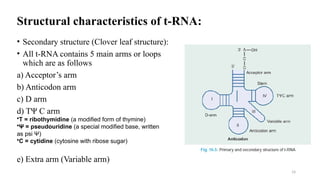 19
Structural characteristics of t-RNA:
• Secondary structure (Clover leaf structure):
• All t-RNA contains 5 main arms or loops
which are as follows
a) Acceptor’s arm
b) Anticodon arm
c) D arm
d) TΨ C arm
e) Extra arm (Variable arm)
•T = ribothymidine (a modified form of thymine)
•Ψ = pseudouridine (a special modified base, written
as psi Ψ)
•C = cytidine (cytosine with ribose sugar)
 