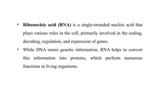 • Ribonucleic acid (RNA) is a single-stranded nucleic acid that
plays various roles in the cell, primarily involved in the coding,
decoding, regulation, and expression of genes.
• While DNA stores genetic information, RNA helps to convert
this information into proteins, which perform numerous
functions in living organisms.
 