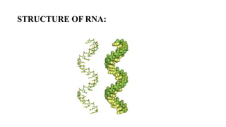 STRUCTURE OF RNA:
 