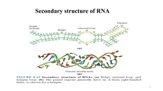 9
Secondary structure of RNA
 