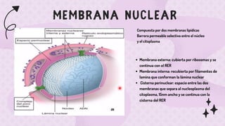 Cisterna Rer 4.1 Núcleo Celula, histologia, biologia molecular, genetica | PDF