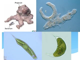 4.2การย่อยอาหารของสิ่งมีชีวิตเซลล์เดียว
 