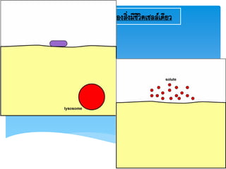 4.2การย่อยอาหารของสิ่งมีชีวิตเซลล์เดียว
 