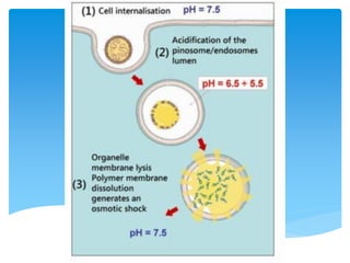 4.2การย่อยอาหารของสิ่งมีชีวิตเซลล์เดียว
 