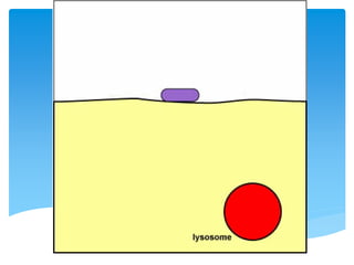 การย่อยอาหารของอะมีบา
 