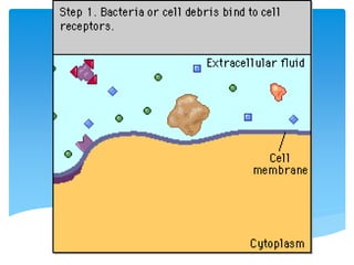 การย่อยอาหารของอะมีบา
 