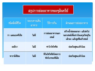 สรุปการย่อยอาหารของจุลินทรีย์
ชนิดสิ่งมีชีวิต
ระบบทางเดิน
อาหาร
วิธีการกิน ลักษณะการย่อยอาหาร
รา และแบคทีเรีย ไม่มี
การย่อยอาหารนอก
เซลล์
สร้างน้าย่อยออกมา แล้วส่งไป
นอกเซลล์เพื่อสารโมเลกุลใหญ่ใน
เล็กลง แล้วดูดซึมเข้าเซลล์
อะมีบา ไม่มี ฟาโกไซโทซิส ย่อยในฟูดแวคิวโอล
พารามีเซียม ไม่มี
พิโนไซโทซิสโดยการ
พัดโบกของซีเลีย
ย่อยในฟูดแวคิวโอล
 