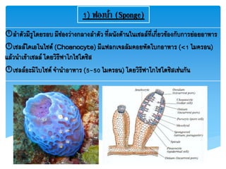 1) ฟองน้ำ (Sponge)
ลาตัวมีรูโดยรอบ มีช่องว่างกลางลาตัว ที่ผนังด้านในเซลล์ที่เกี่ยวข้องกับการย่อยอาหาร
เซลล์โคเอโนไซต์ (Choanocyte) มีแฟลกเจลลัมคอยพัดโบกอาหาร (<1 ไมครอน)
แล้วนาเข้าเซลล์ โดยวิธีฟาโกไซโตซิส
เซลล์อะมิโบไซต์ จานาอาหาร (5-50 ไมครอน) โดยวิธีฟาโกไซโตซิสเช่นกัน
 