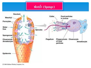 ฟองน้ำ (Sponge)
 
