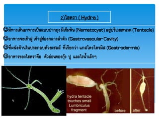 2)ไฮดรา( Hydra)
มีทางเดินอาหารเป็นแบบปากถุงมีเข็มพิษ(Nematocyst)อยู่บริเวณหนวด(Tentacle)
อาหารจะเข้าสู่ เข้าสู่ช่องกลางลาตัว (GastrovascularCavity)
ที่ผนังด้านในประกอบด้วยเซลล์ ที่เรียกว่า แกสโตรโดรมิส (Gastrodermis)
อาหารของไฮดราคือ ตัวอ่อนของกุ้ง ปู และไรน้าเล็กๆ
 