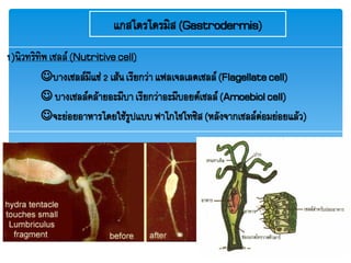 แกสโตรโดรมิส(Gastrodermis)
1)นิวทริทิพเซลล์(Nutritivecell)
บางเซลล์มีแซ่2 เส้นเรียกว่าแฟลเจลเลตเซลล์(Flagellatecell)
 บางเซลล์คล้ายอะมีบาเรียกว่าอะมีบอยด์เซลล์(Amoebiolcell)
จะย่อยอาหารโดยใช้รูปแบบฟาโกไซโทซิส(หลังจากเซลล์ต่อมย่อยแล้ว)
 