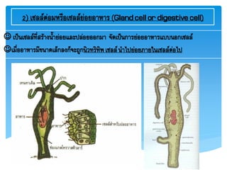 2) เซลล์ต่อมหรือเซลล์ย่อยอาหาร (Glandcellordigestivecell)
 เป็นเซลล์ที่สร้างน้าย่อยและปล่อยออกมา จัดเป็นการย่อยอาหารแบบนอกเซลล์
เมื่ออาหารมีขนาดเล็กลงก็จะถูกนิวทริทิพเซลล์นาไปย่อยภายในเซลล์ต่อไป
 