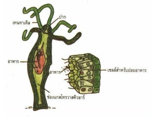  ไฮดรำ
 ชั้นแกสโตรโดรมิส (Gastrodermis) ประกอบด้วย
1) เซลล์ย่อยอาหาร หรือนิวทริทิพ เซลล์ (Nutritive cell)
 