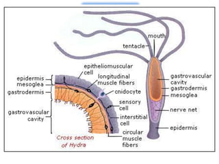  ไฮดรำ
 ชั้นแกสโตรโดรมิส (Gastrodermis) ประกอบด้วย
1) เซลล์ย่อยอาหาร หรือนิวทริทิพ เซลล์ (Nutritive cell)
 