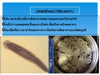 3)หนอนตัวแบน( Flatworm)
เช่น พลานาเรียจะมีทางเดินอาหารทอดยาวและแตกแขนงไปตามลาตัว
จะมีปาก และคอยหอย ยื่นออกมาเป็นท่อ เพื่อเป็นทางเข้าของอาหาร
ของเสียหรือกากอาหาก็จะออกทางปาก ถือเป็นทางเดินอาหารแบบไม่สมบูรณ์
 