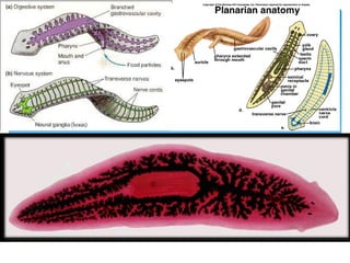 3)หนอนตัวแบน( Flatworm)
 