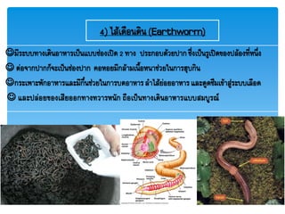 4) ไส้เดือนดิน(Earthworm)
มีระบบทางเดินอาหารเป็นแบบช่องเปิด2 ทาง ประกอบด้วยปากซึ่งเป็นรูเปิดของปล้องที่หนึ่ง
 ต่อจากปากก็จะเป็นช่องปาก คอหอยมีกล้ามเนื้อหนาช่วยในการฮุบกิน
กระเพาะพักอาหารและมีกึ๋นช่วยในการบดอาหารลาไส้ย่อยอาหารและดูดซึมเข้าสู่ระบบเลือด
 และปล่อยของเสียออกทางทวารหนัก ถือเป็นทางเดินอาหารแบบสมบูรณ์
 