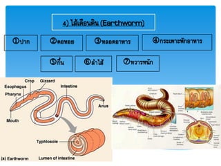 4) ไส้เดือนดิน(Earthworm)
ปาก คอหอย หลอดอาหาร กระเพาะพักอาหาร
กึ๋น ลาไส้ ทวารหนัก
 