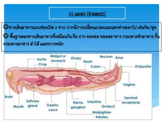 5) แมลง(Insect)
ทางเดินอาหารแบบช่องเปิด2 ทาง ปากมีการเปลี่ยนแปลงและแตกต่างออกไปเช่นกัด/ดูด
 พื้นฐานของทางเดินอาหารที่เหมือนกันคือปากคอหอยหลอดอาหารกระเพาะพักอาหารกึ๋น
กระเพาะอาหารลาไส้และทวารหนัก
 