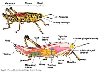 5) แมลง(Insect)
 