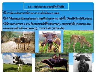 6) การย่อยอาหารของสัตว์กินพืช
การมีทางเดินอาหารที่ยาวมากๆยาวถึงเกือบ40เมตร
ทาให้ระยะเวลาในการย่อยและการดูดซึมสารอาหารนานยิ่งขึ้น(ต้องใช้จุลินทรีย์ช่วยย่อย)
มีกระเพาะอาหาร4 ส่วนคือกระเพาะผ้าขี้ริ้ว(Rumen),กระเพาะรังผึ้ง(reticulum),
กระเพาะสามสิบกลีบ(omasum),กระเพาะจริง(อะโบมาซัม)
 