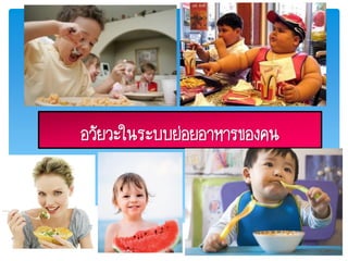 อวัยวะในระบบย่อยอาหารของคน
 