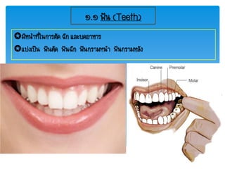 ๑.๑ ฟัน (Teeth)
มีหน้าที่ในการตัด ฉีก และบดอาหาร
แบ่งเป็น ฟันตัด ฟันฉีก ฟันกรามหน้า ฟันกรามหลัง
 